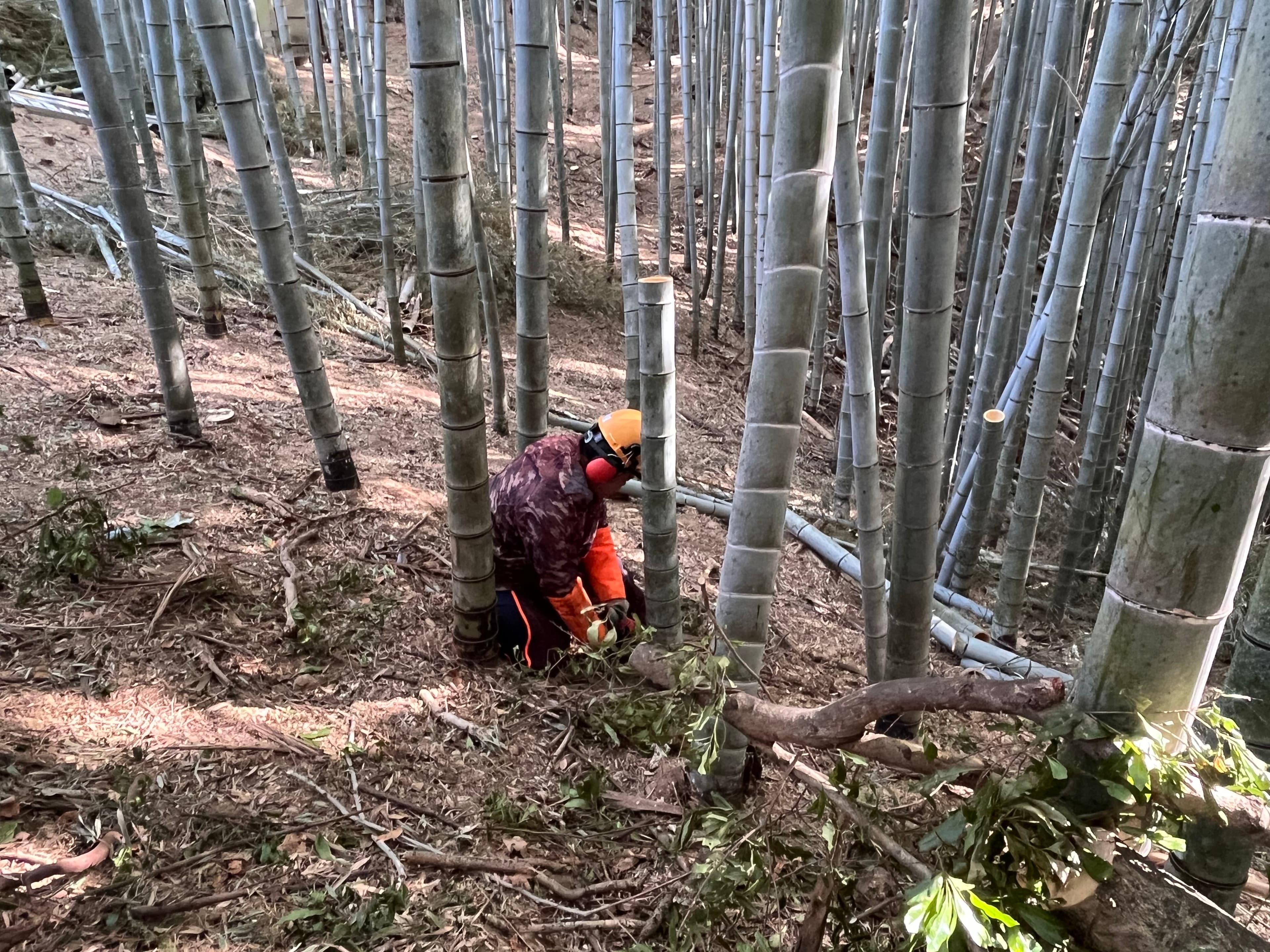 竹林 2