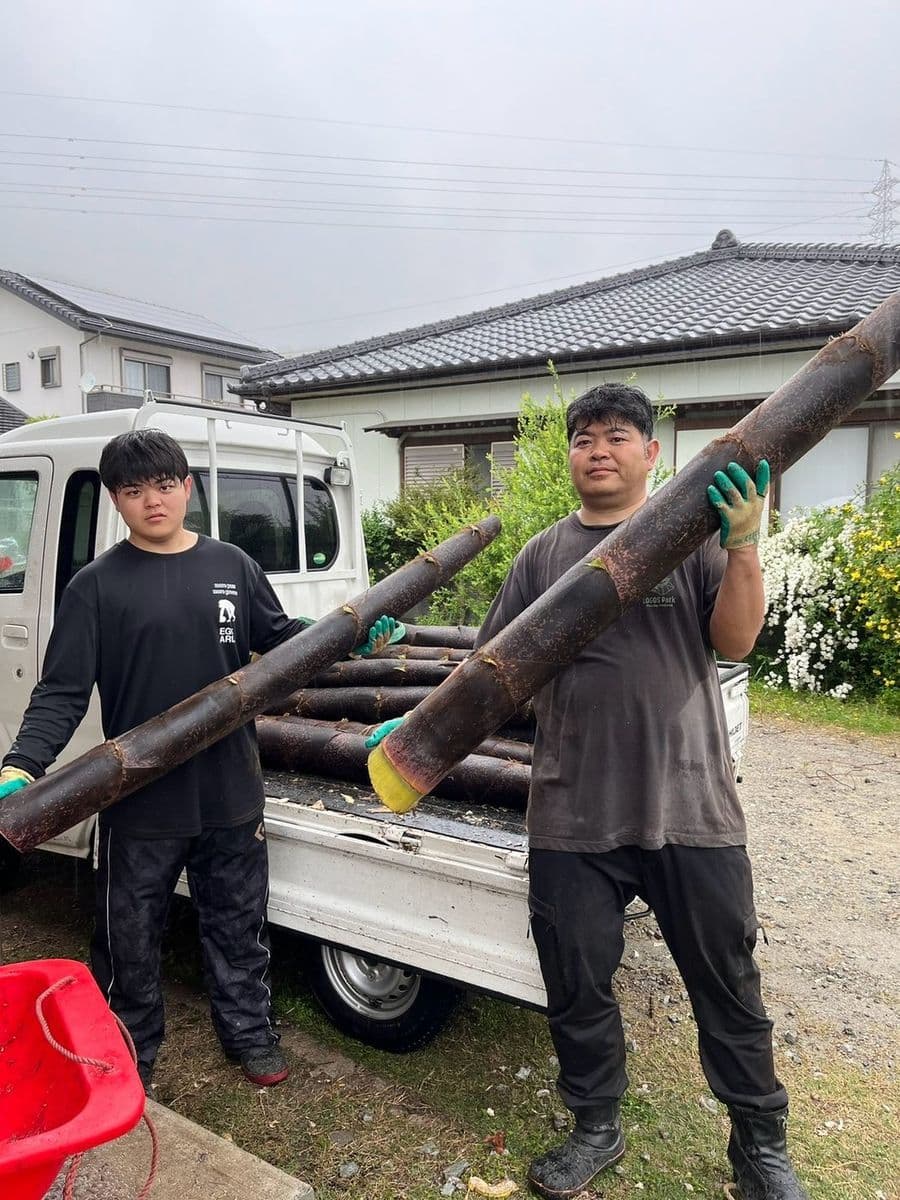 伐採