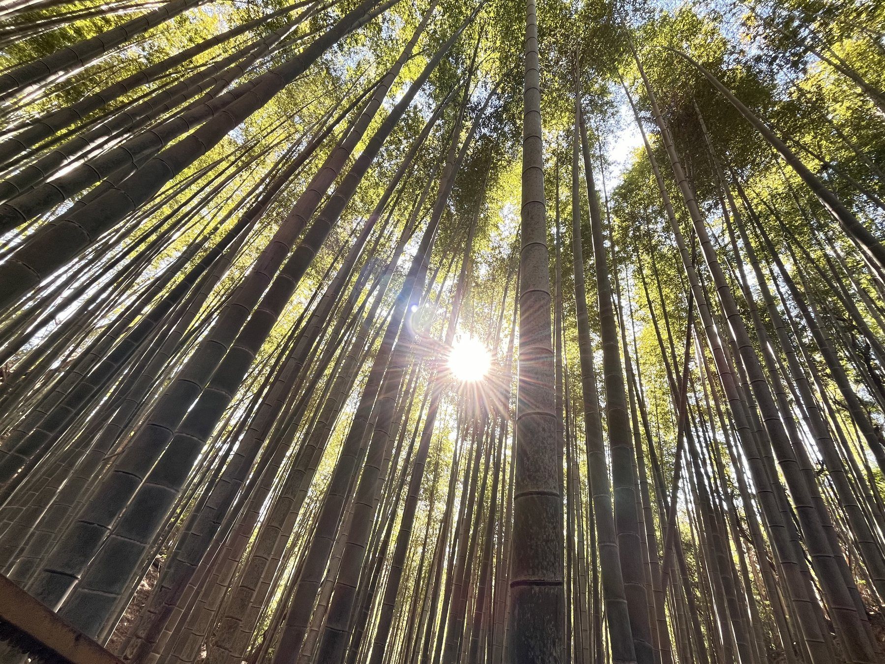 阿南の竹林